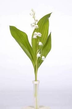 Muguet 1 brin s/pipette crf - Fruits et lgumes - Promocash Albi