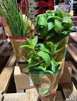 BIO HERBE PANACHE POT 9 FR - Fruits et lgumes - Promocash Vendome