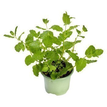 BIO MENTHE POT 9CM CEE - Fruits et lgumes - Promocash Lille