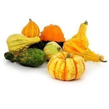 Coloquintes dcoratives 12 kg - Fruits et lgumes - Promocash Prigueux