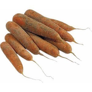 Carottes de sable non laves - origine France - catgorie 1 - calibre 20/40 - Fruits et lgumes - Promocash Melun