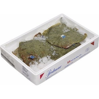 Turbot de pche 2kg/+ - Mare - Promocash Dijon