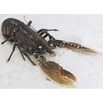 Homard europen 0,8/1kg 900 g - Mare - Promocash Tours