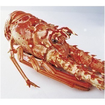 Langouste rouge royale 1,5/1,7kg 1,6 kg - Mare - Promocash Aix en Provence