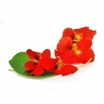 Fleur de capucine - Fruits et lgumes - Promocash Pontarlier