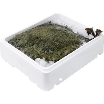 Turbot 2/3 kg 3 kg - Mare - Promocash Valence