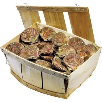 Coquilles St Jacques blanches 12 kg - Mare - Promocash Cholet