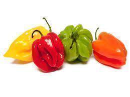 KG PIMENT ANTILLAIS IMP 2KG - Fruits et lgumes - Promocash 