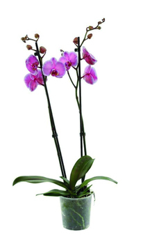 ORCHIDEE 2T P12 - Fruits et lgumes - Promocash Auch