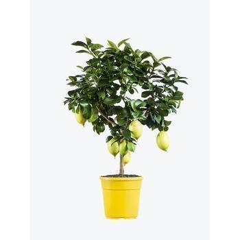 CITRONNIER 6,8L HAUTEUR 60 - Fruits et lgumes - Promocash Angouleme