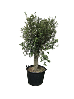 OLEA EUROPAEA TL 50/60 C110L - Bazar - Promocash RENNES