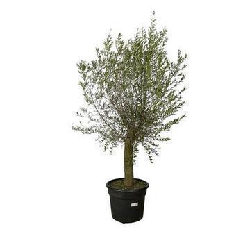 OLEA EUROPAEA TL 30 40 - Bazar - Promocash Laval