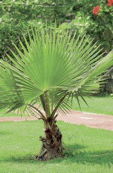 WASHINGTONIA ROBUSTA TRON60/80 - Bazar - Promocash Villefranche