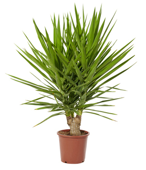 YUCCA ELEPH MULTITETES C10L - Bazar - Promocash Lyon Champagne