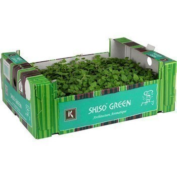 Shiso vert x16 - Fruits et lgumes - Promocash Ales