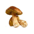 CHAMPIGNON CEPE VRAC KG - Fruits et lgumes - Promocash Rouen