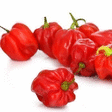 Piments antillais 2 kg - Fruits et lgumes - Promocash Antony