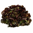 Feuille de Chêne rouge x6 - Fruits et légumes - Promocash Sete