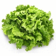 Salade Batavia blonde x12 - Fruits et lgumes - Promocash Lorient