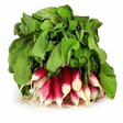 Radis rose 400 g - Fruits et lgumes - Promocash Lyon Gerland