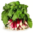 Radis roses - Fruits et légumes - Promocash Albi