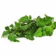 Coriandre EQR 100 g - Fruits et légumes - Promocash Saumur