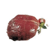 Coeur de rumsteak PAD 2,5 kg+ 2,5 kg - Boucherie - Promocash Nîmes
