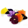 Fleur de Pensée - Carte PFT 2022/2023 - Promocash Granville
