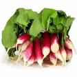 RADIS ROSE BOTTE - Fruits et lgumes - Promocash Colmar